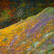 Image for article titled California’s colorful super blooms, in pictures